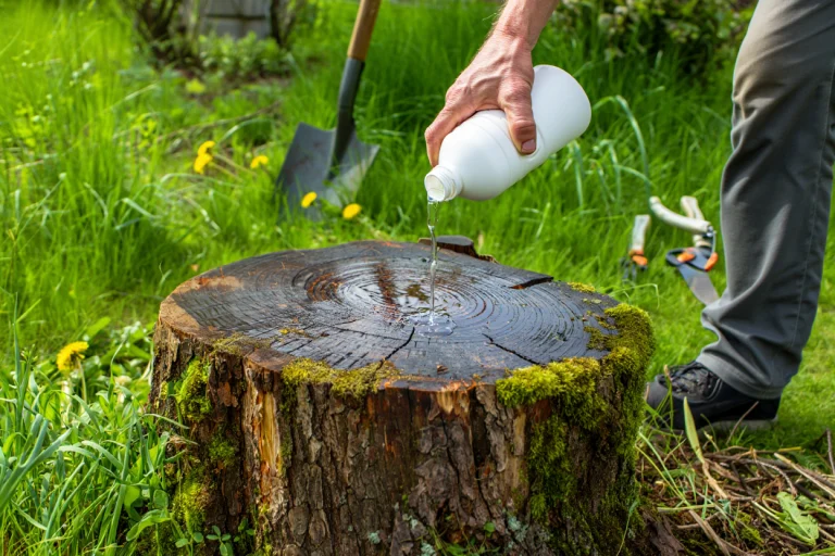 détruire-souche-eau-de-javel