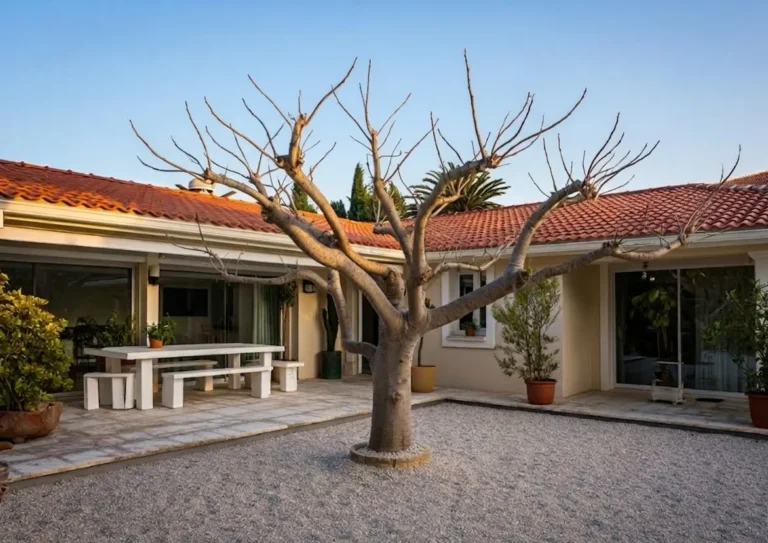 taille du platane murier